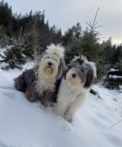 Bli medlem i sheepdogklubben