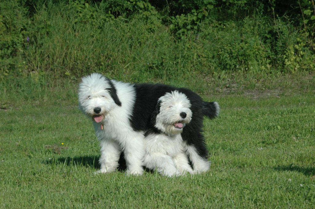 Old English Sheepdog valper