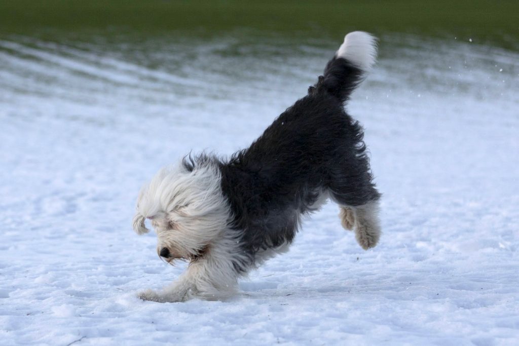 Om rasen Old English Sheepdogs