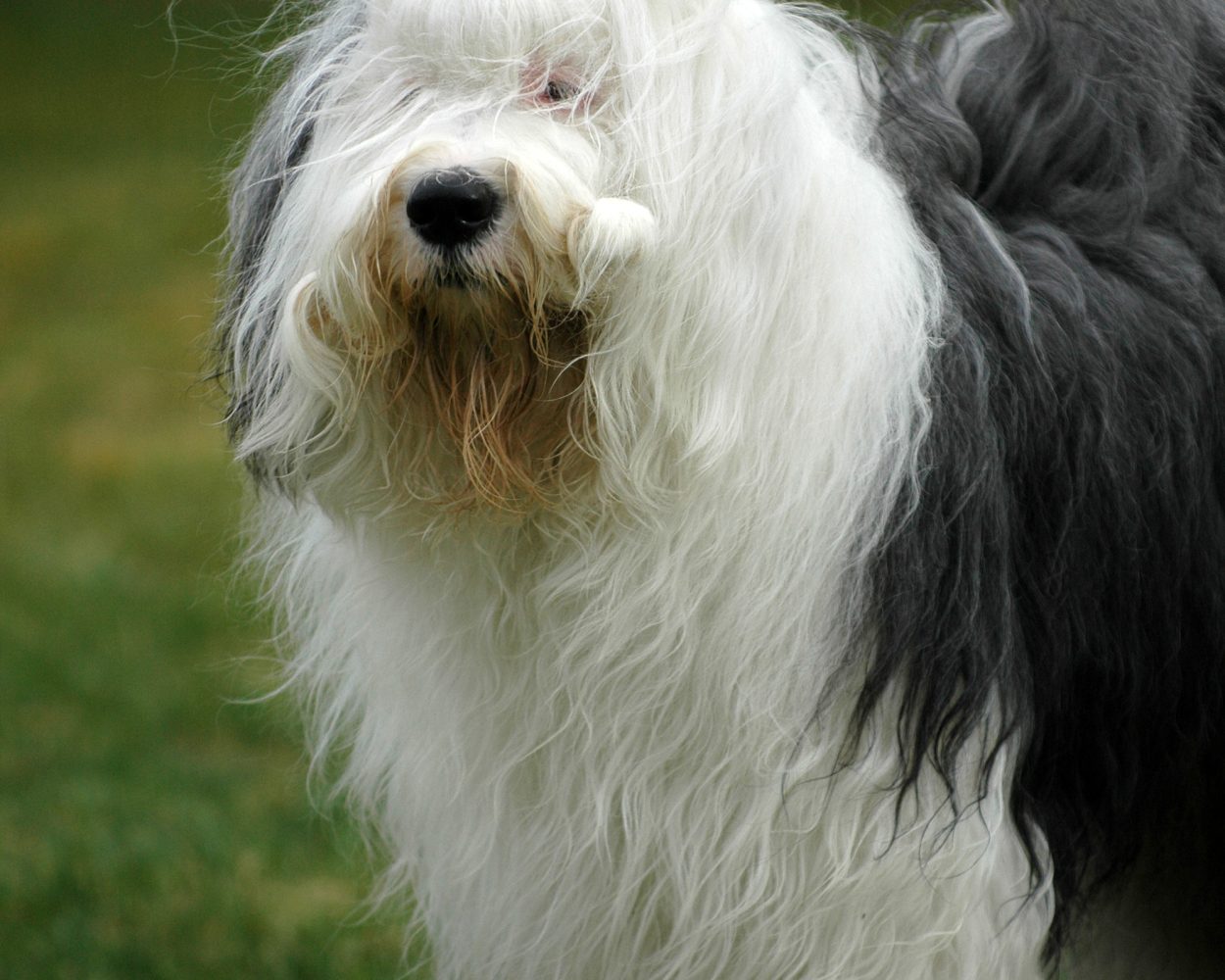 Old English Sheepdog