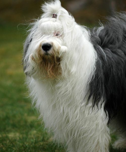 Old English Sheepdog