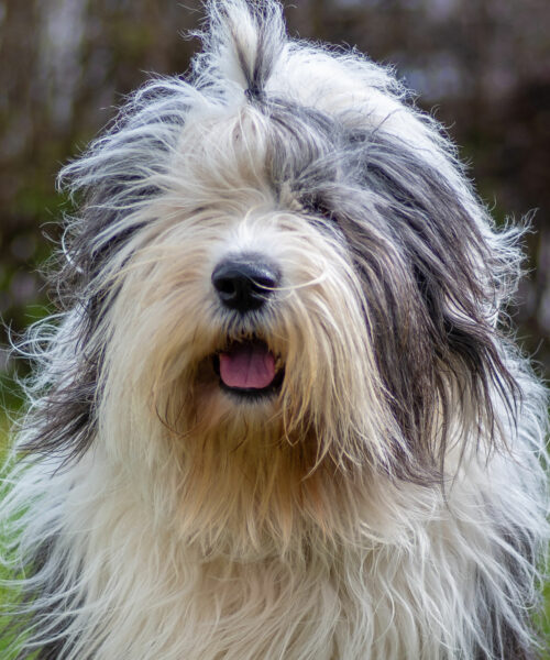 Raseguide Old English Sheepdog