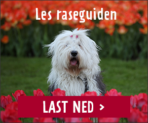 Se raseguiden for Old English Sheepdog