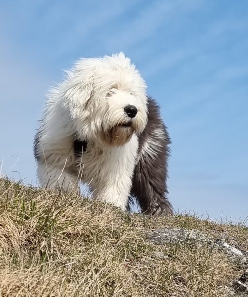 Molly er medlem er du?