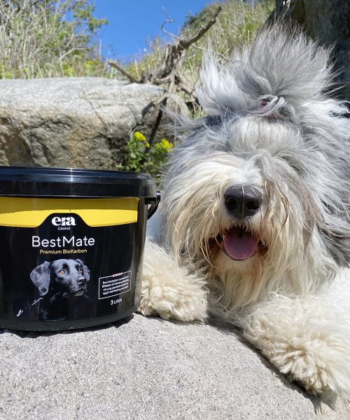 Era BestMate for Old English Sheepdogs