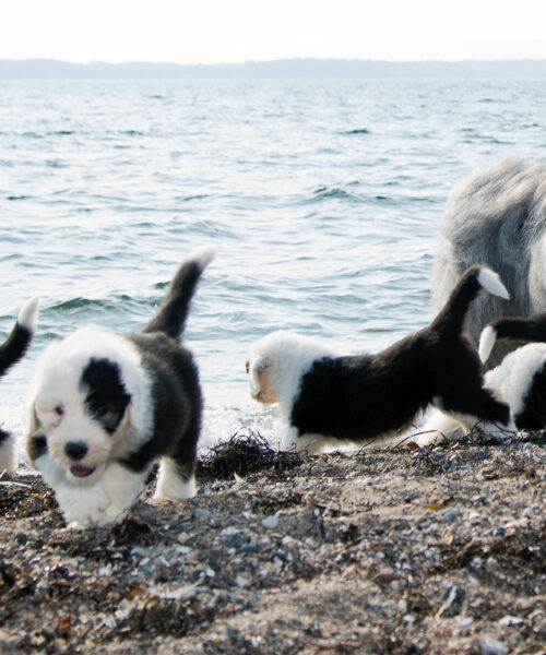 Grizzly Dream Old English Sheepdog