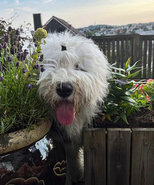 Marley Old English Sheepdog