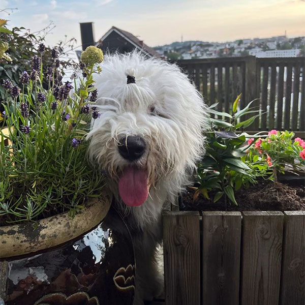 Marley Old English Sheepdog