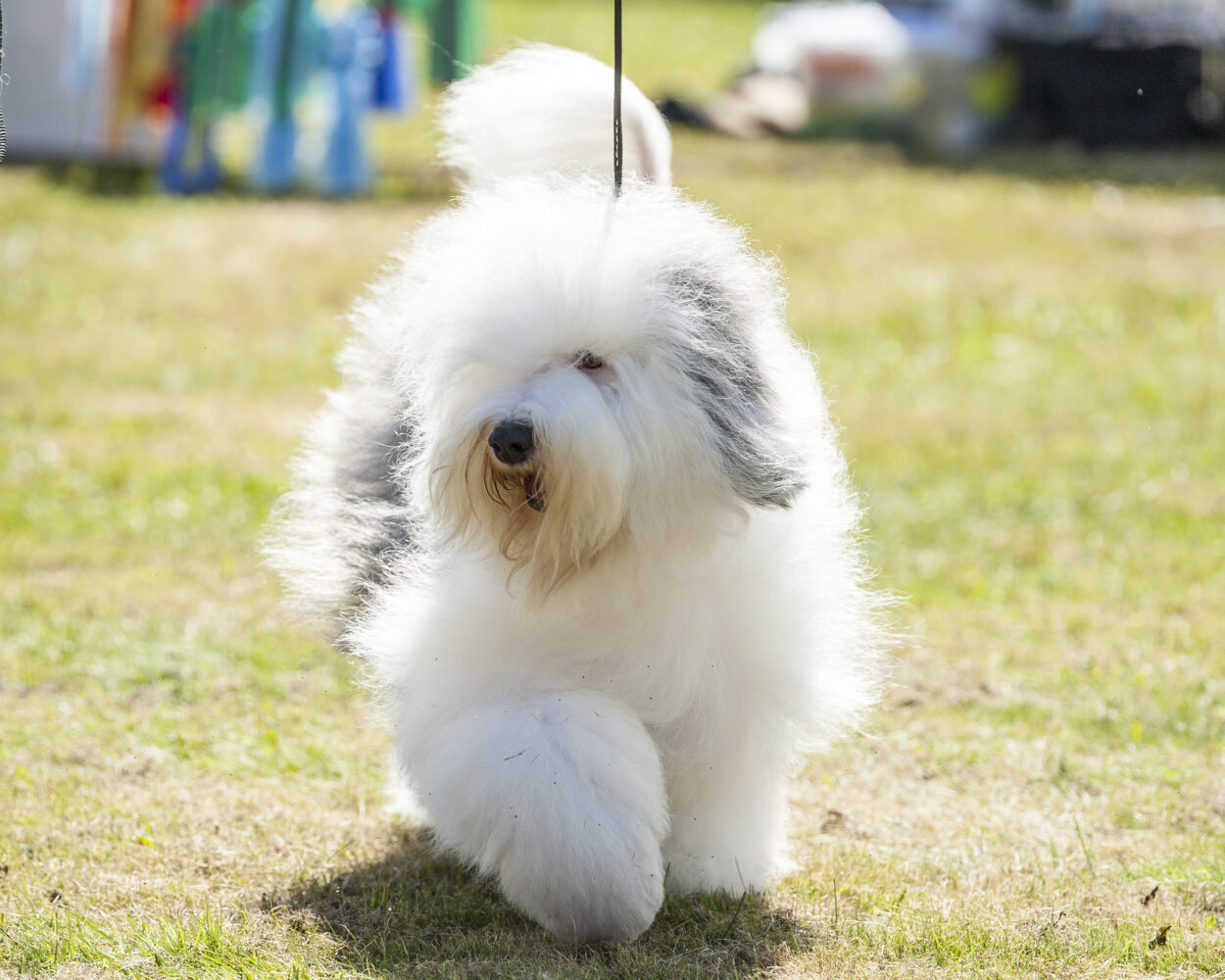 Spesialutstilling for Old English Sheepdogs