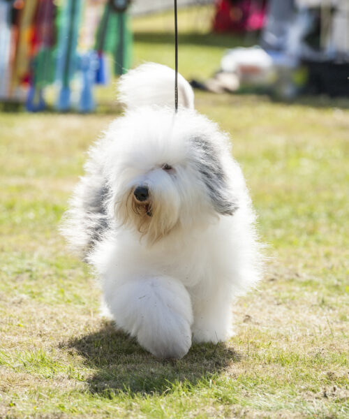 Spesialutstilling for Old English Sheepdogs