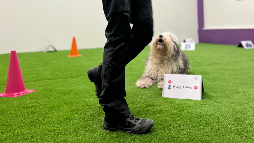 Rallylydighet med Old English Sheepdog