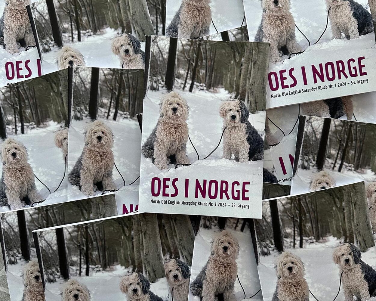 Medlemsblad for Old English Sheepdogs i Norge