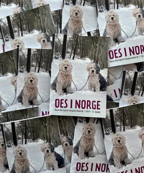 Medlemsblad for Old English Sheepdogs i Norge